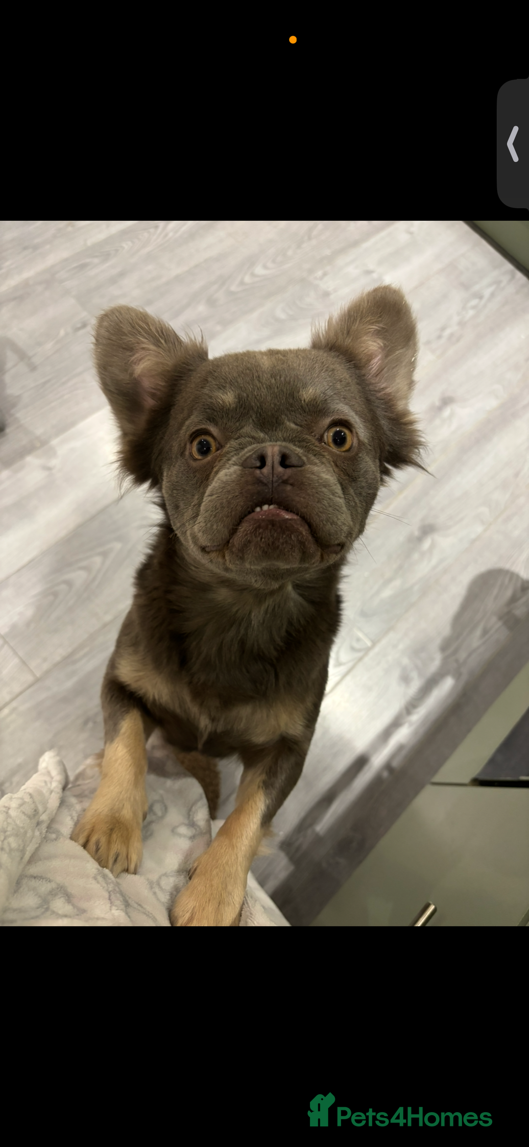 French Bulldog dogs for sale: 💗Fraya the fluffy frenchie 💗 - Image 4