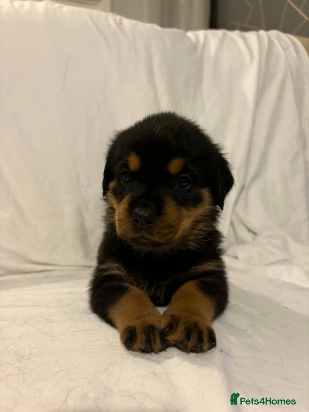 Rottweiler dogs for sale: Stunning Rottweiler puppies - Advert 16