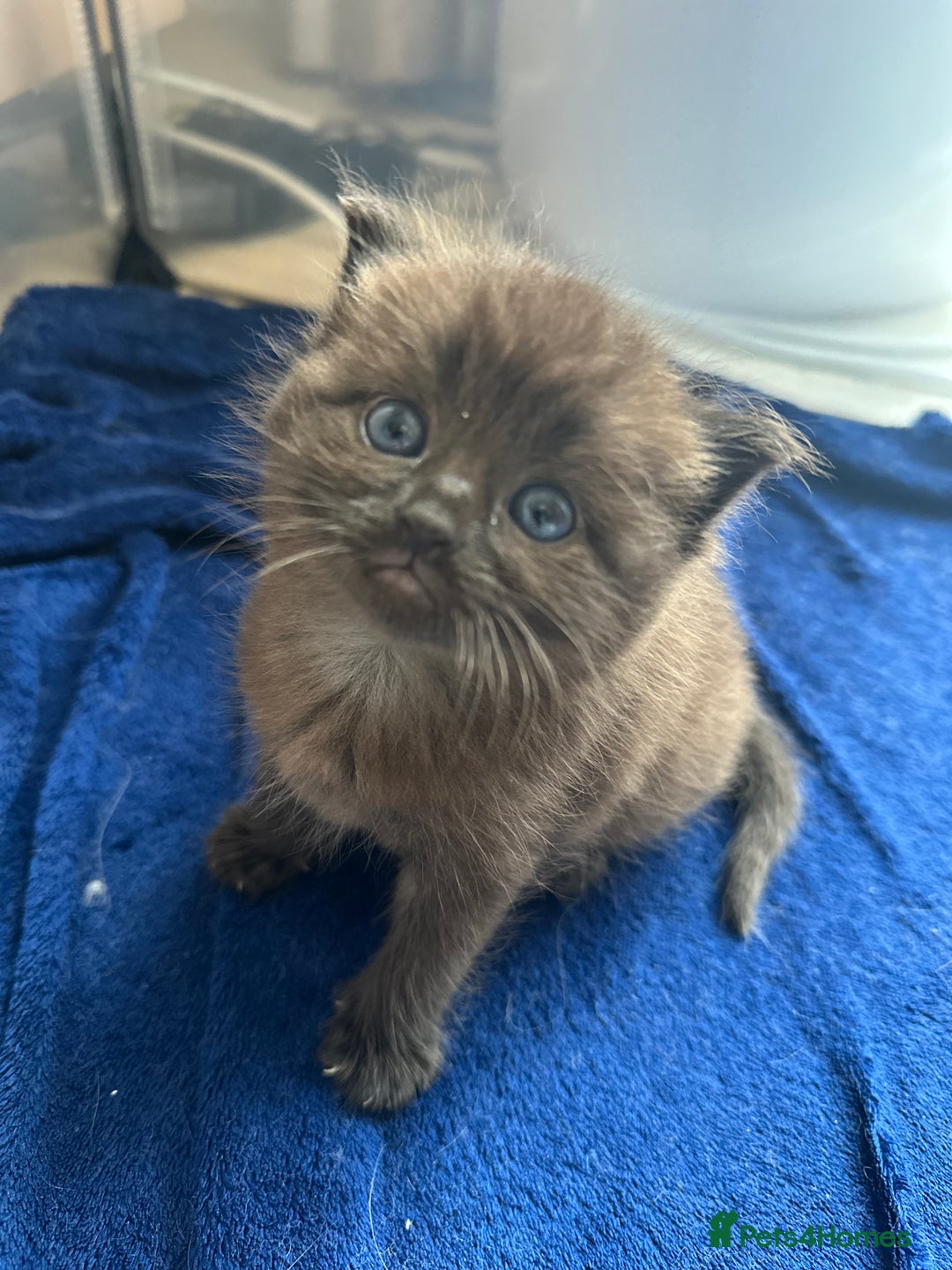 Perdoll cats for sale: FLUFFY PERDOLL KITTENS - Image 18
