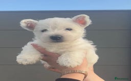 West Highland Terrier dogs for sale: West Highland Terrier pups Dad show lines - Image 8