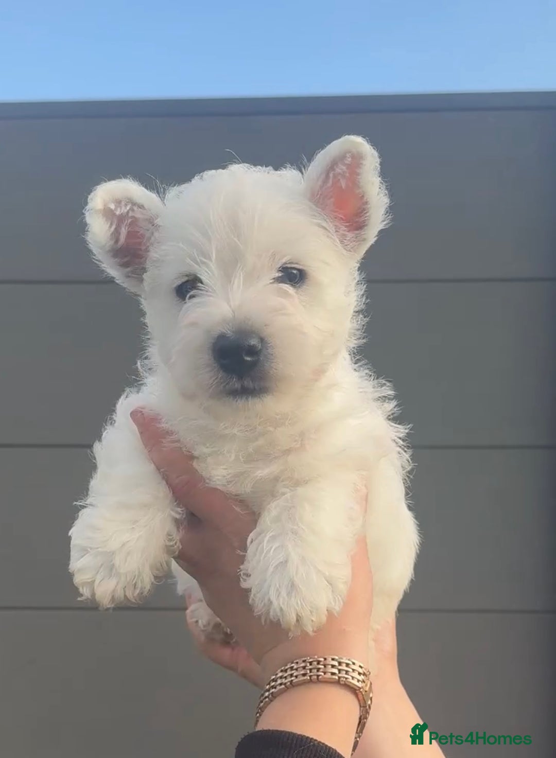 West Highland Terrier dogs for sale: West Highland Terrier pups Dad show lines - Image 8