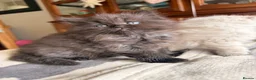 British Shorthair cats for sale: Plush rainbow litter of BSH x SF for viewing  - Advert 14