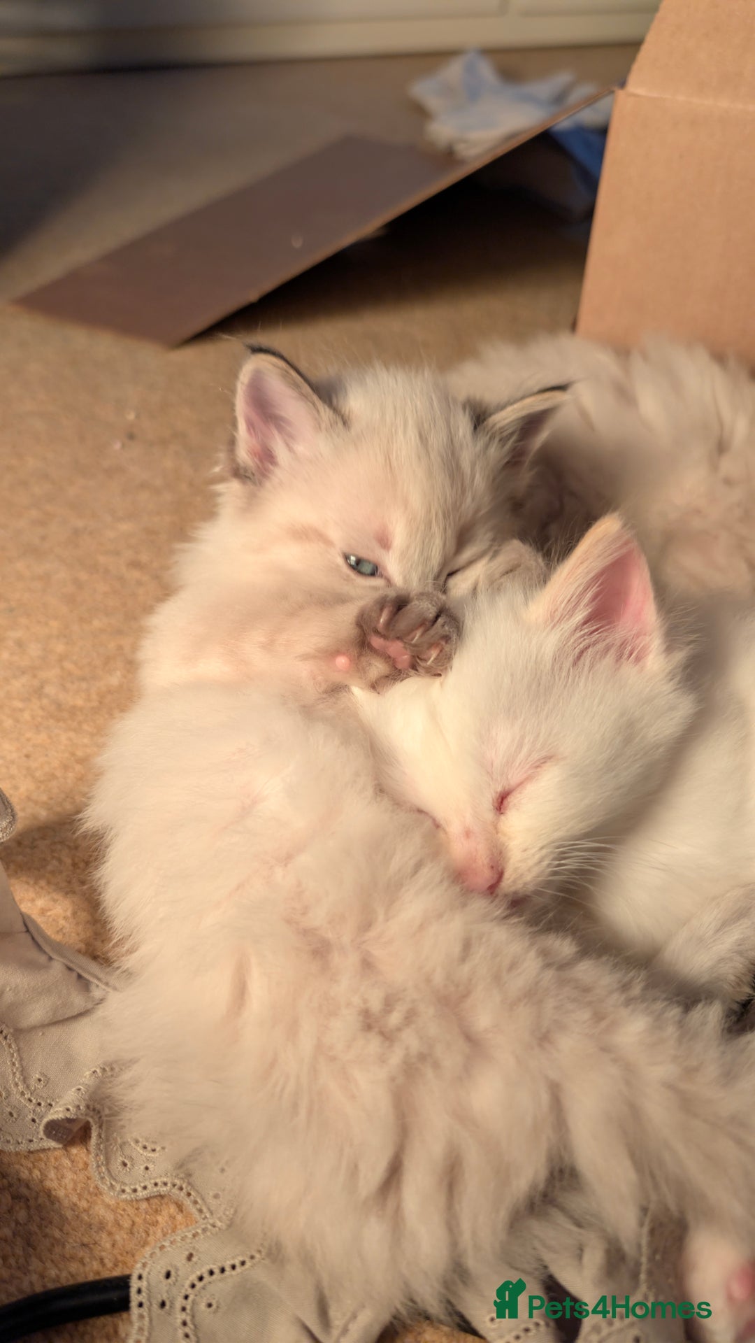 Ragdoll cats for sale: Beautiful Playful Ragdoll Kittens - Advert 3