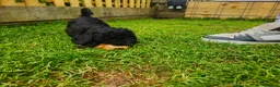 Cockapoo dogs for sale: Cockapoo F2 - Advert 19
