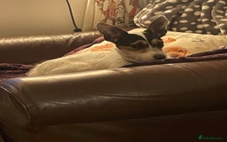 Jack Russell dogs for adoption: Yoda - Hingham Norfolk  - Advert 7