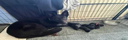 German Shepherd dogs for sale: German shepherd pups  in Redditch - Advert 21