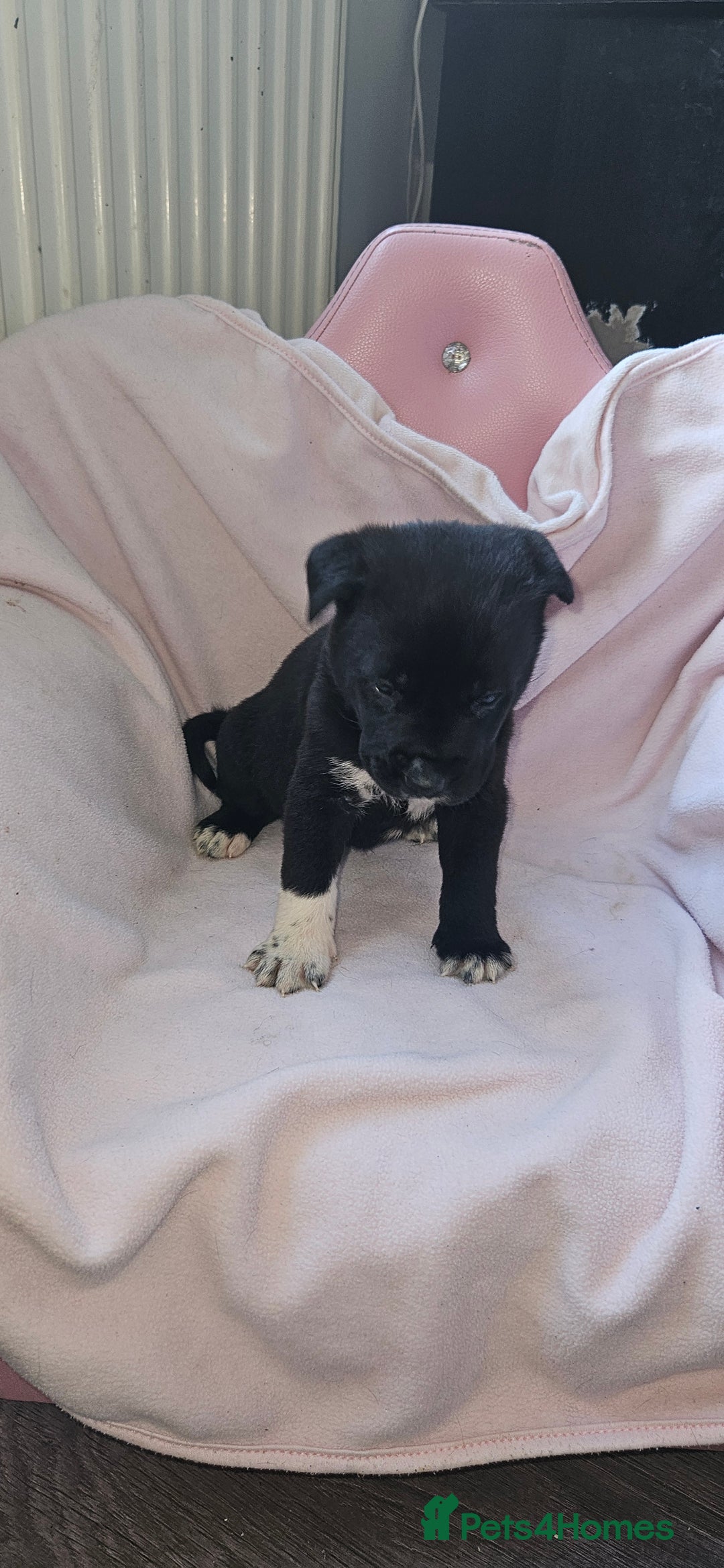 Mixed Breed dogs for sale: Huge American akita x cane corso pups - Advert 17