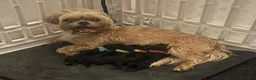 Mixed Breed dogs for sale: Shorkiepoo in Newport - Advert 9