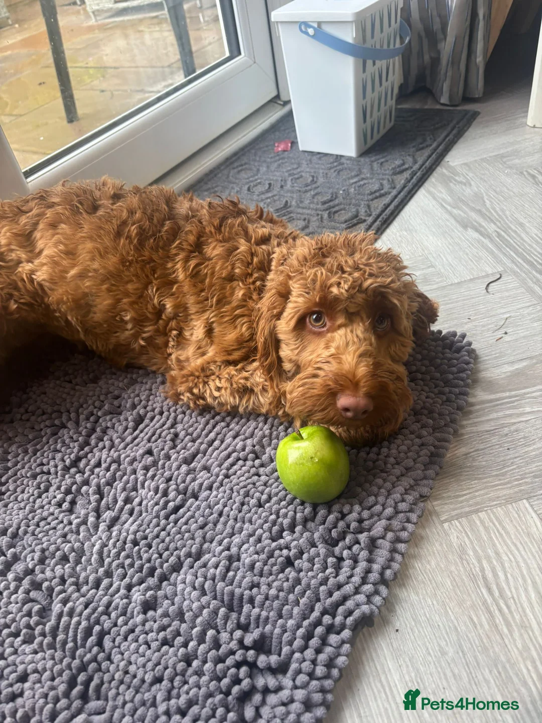 Cockapoo dogs for sale: Gorgeous Red F1 Cockerpoo for sale in Birmingham - Advert 1