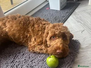 Cockapoo dogs Gorgeous Red F1 Cockerpoo for sale in Birmingham - Advert 6