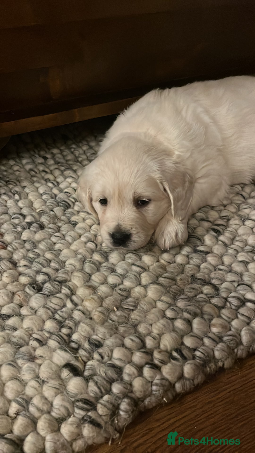 Golden Retriever dogs for sale: KC registered Golden Retriever puppies  - Advert 20