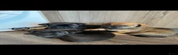 Mixed Breed dogs for sale: Puppies  in Battle - Advert 17