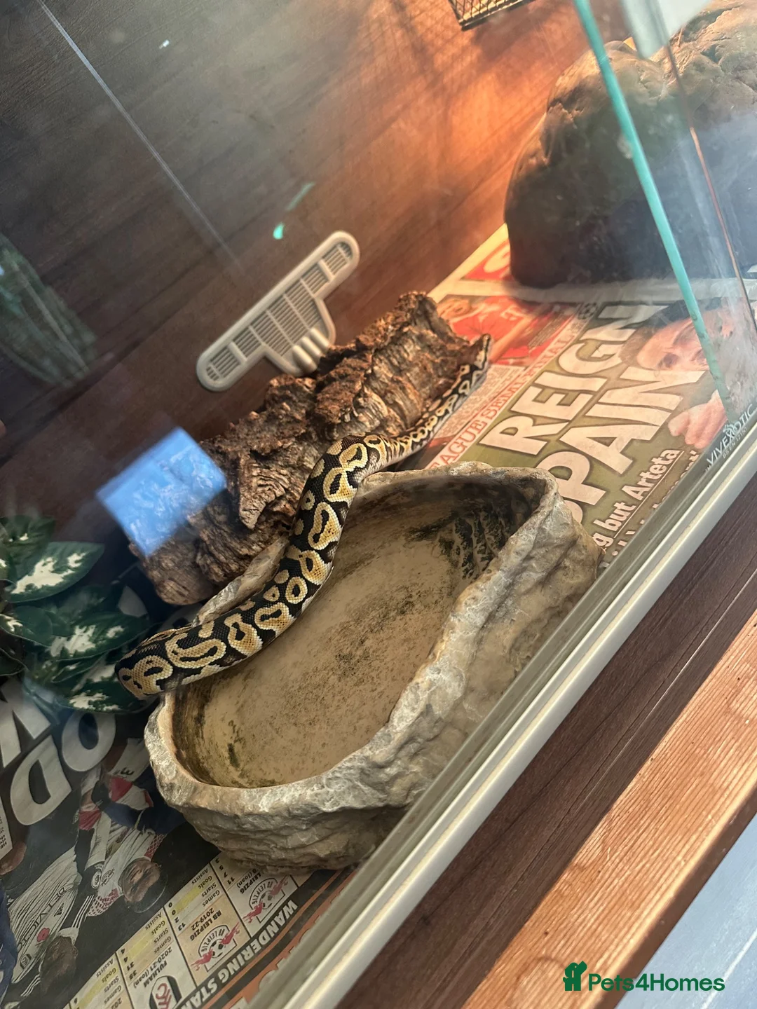 Python Snake reptiles for sale: Ball/ royal python  - Advert 6