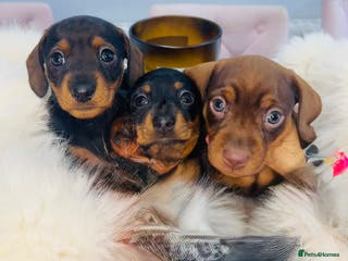 Miniature Dachshund dogs Miniature Dachshund - Advert 5
