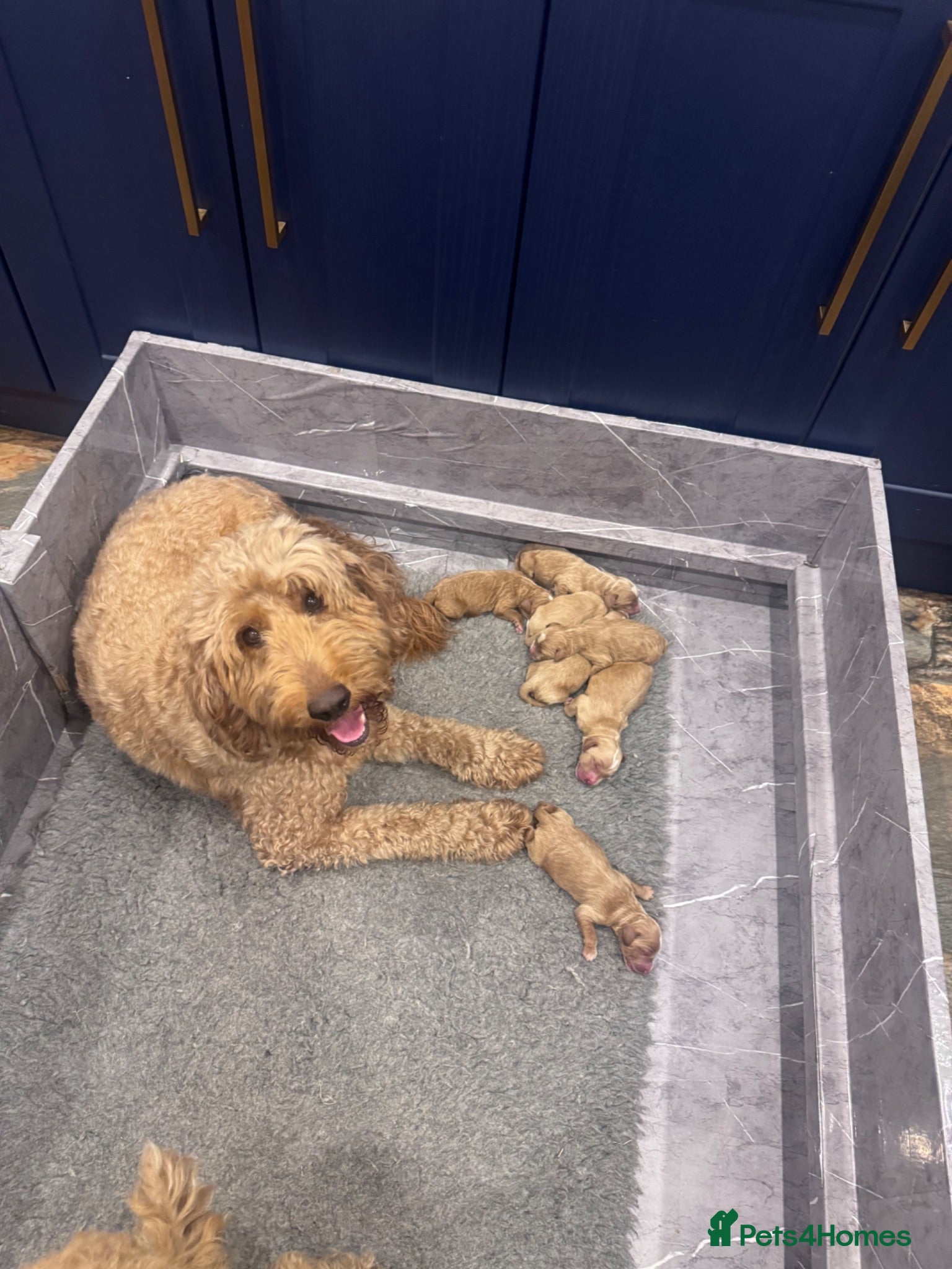Goldendoodle dogs Golden doodles F2b - Advert 4