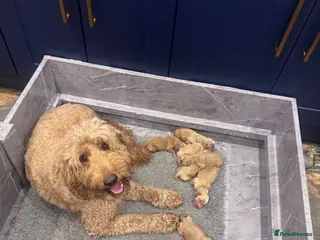 Goldendoodle dogs Golden doodles F2b - Advert 4