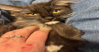 Maine Coon cats - Advert 13