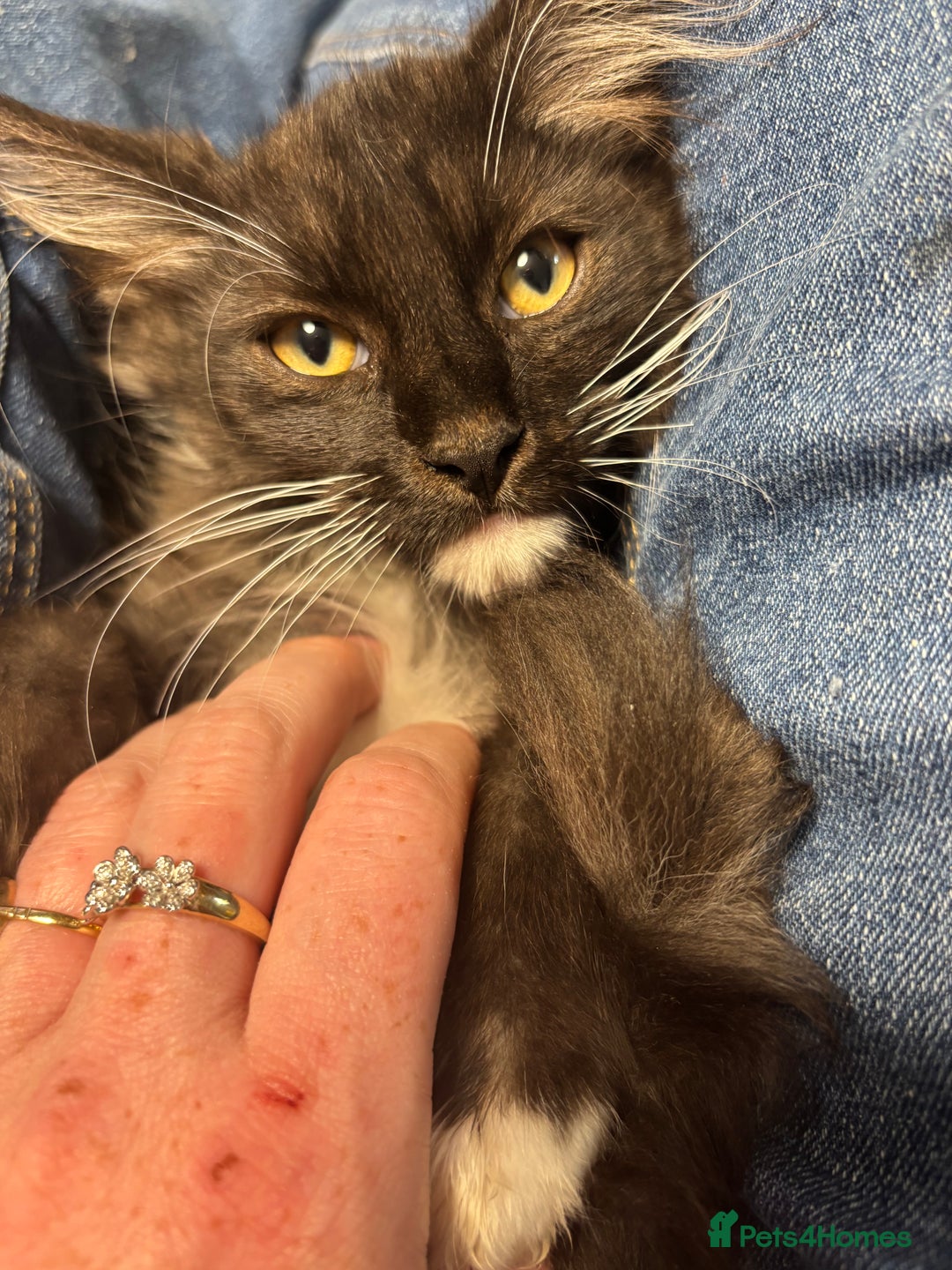 Maine Coon cats for sale: REDUCED gorgeous Maine coon /Ragdoll kittens  - Image 20