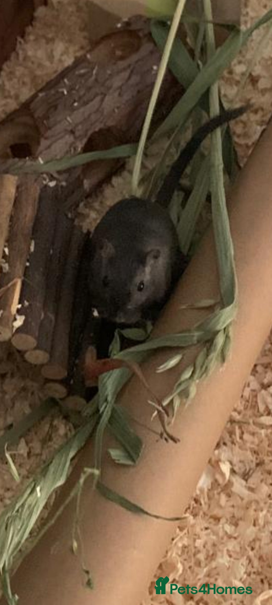 Gerbil rodents for sale: boy gerbils - Image 1