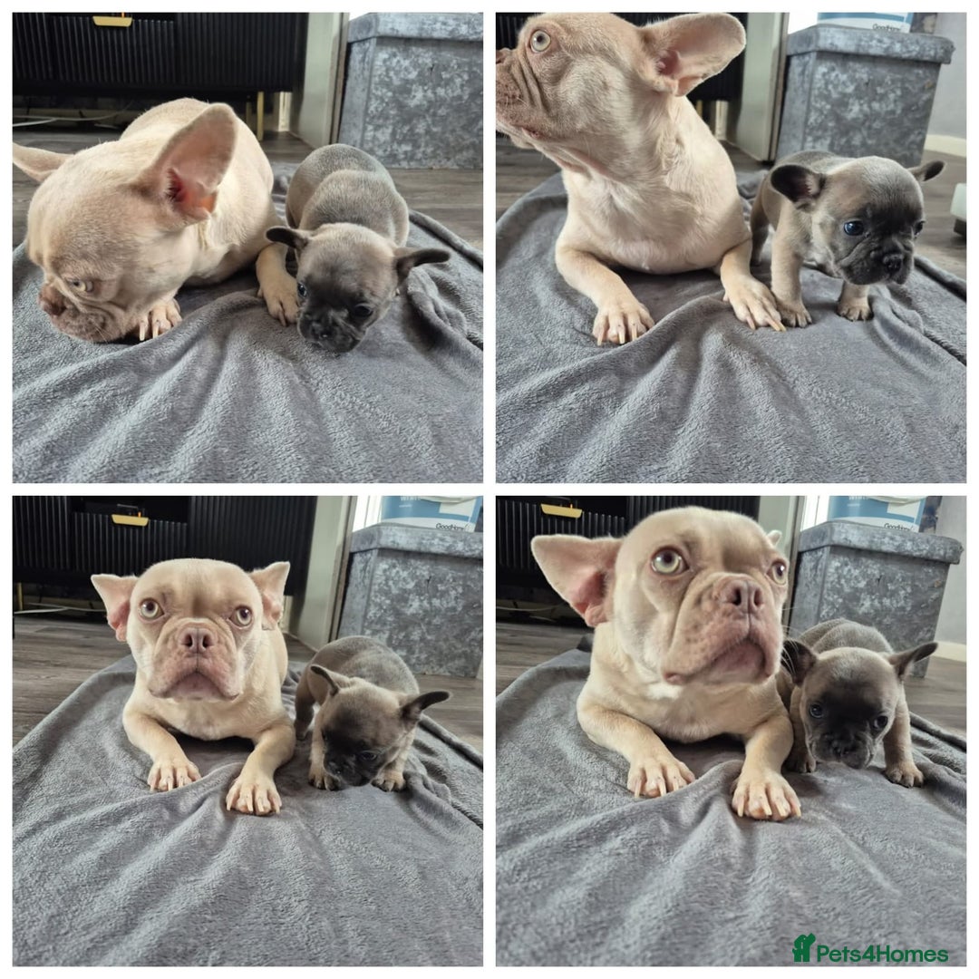 French Bulldog dogs for sale: Fluffy carrier French bulldogs - Advert 14