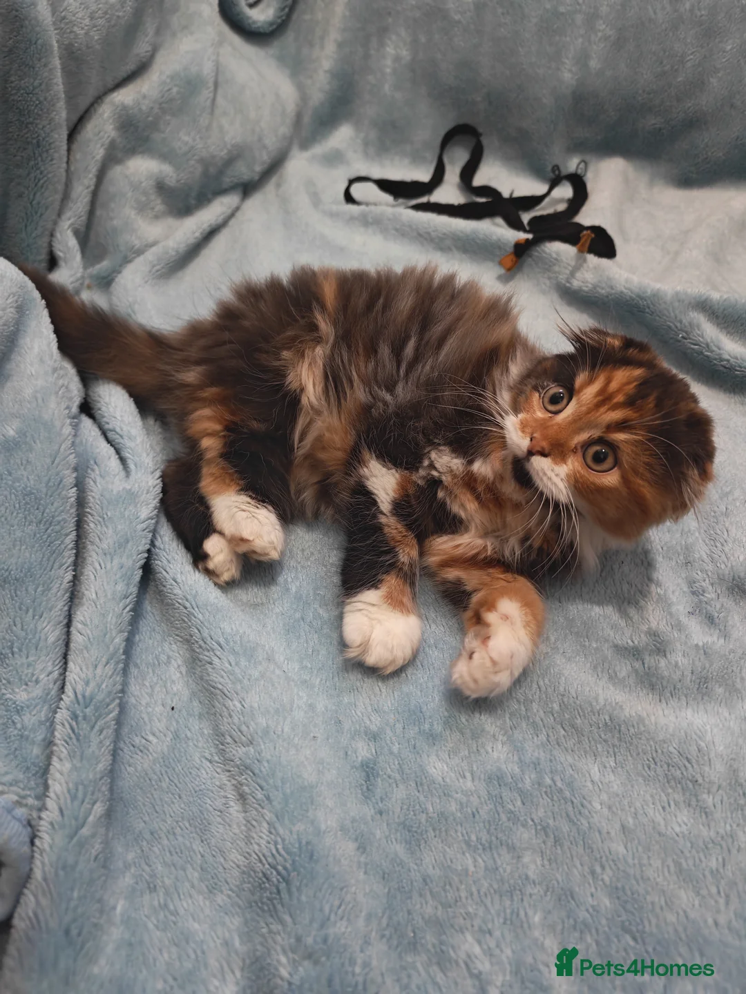 Mixed Breed cats for sale: Sccotis flod & Fluffy kittens VIDEOS - Advert 15