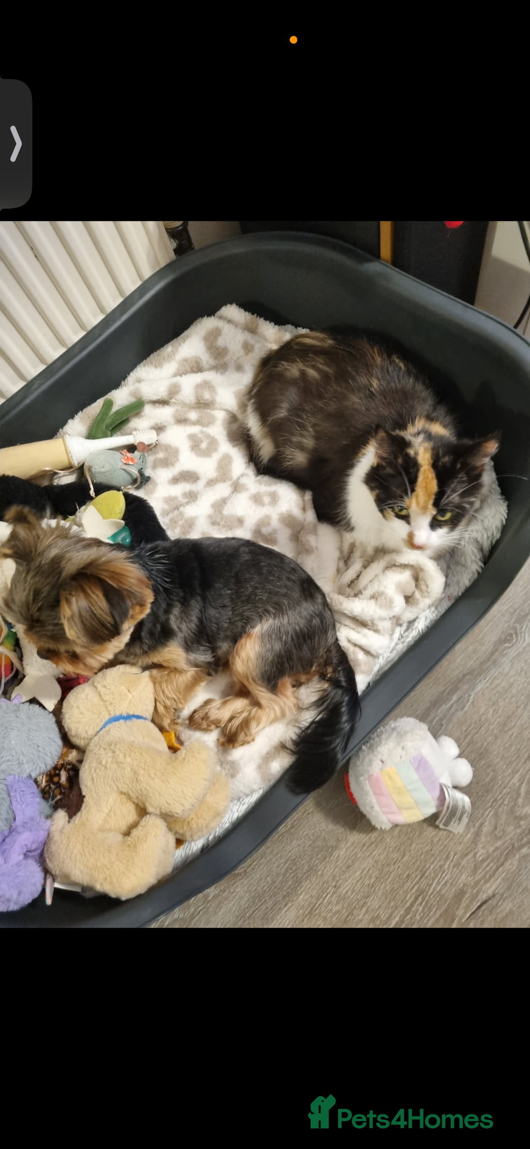 Mixed Breed cats for sale: 4 Kittens for sale - Advert 1