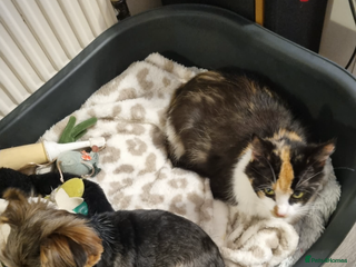 Mixed Breed cats 4 Kittens for sale - Advert 1