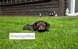 Dachshund dogs for sale: Red long-haired standard dachshund puppies - Image 24