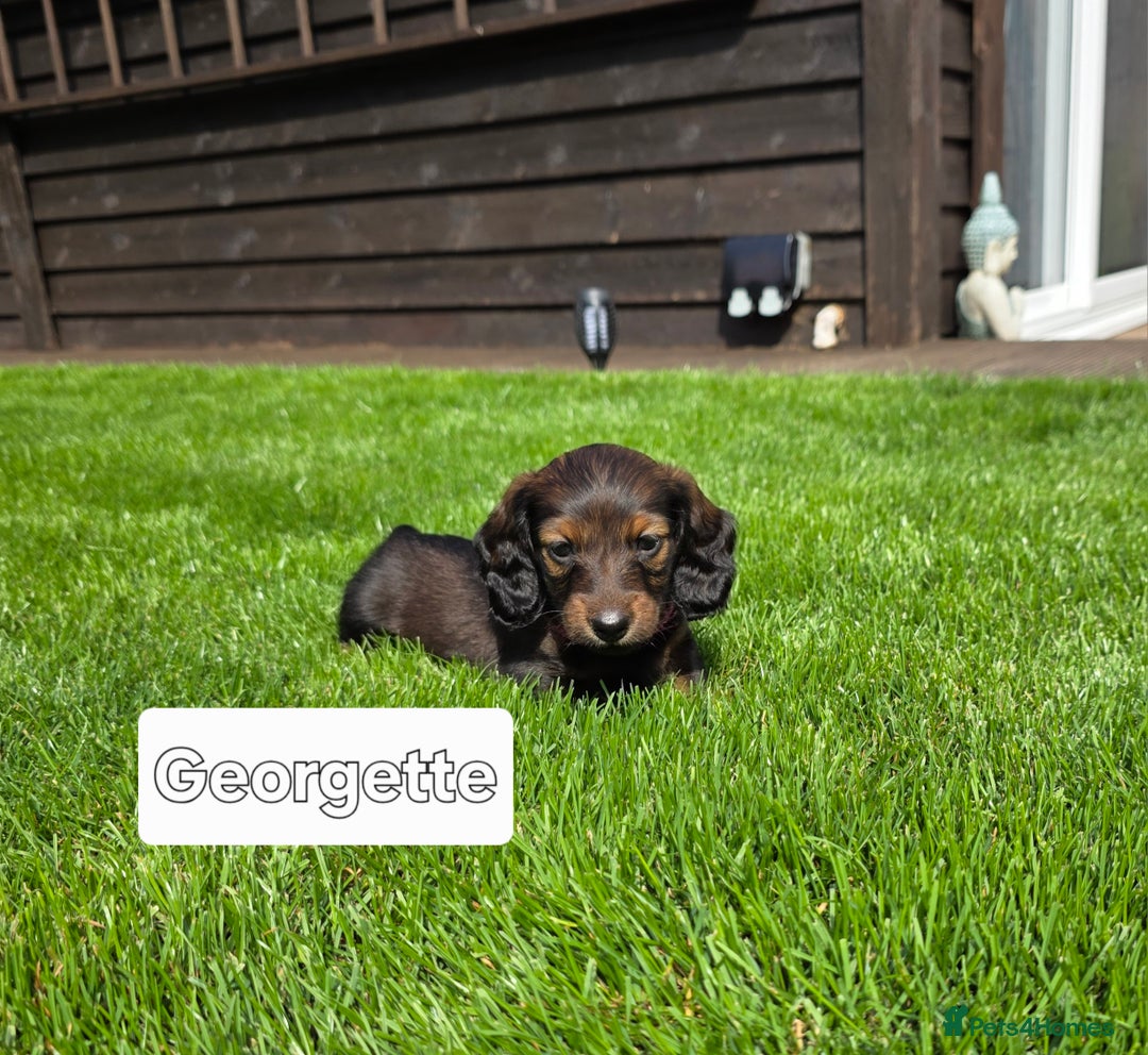 Dachshund dogs for sale: Red long-haired standard dachshund puppies - Image 24