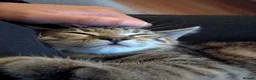 Mixed Breed cats for sale: Affectionate 16 Week Old Kittens - Advert 13