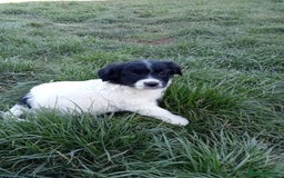 Mixed Breed dogs for sale: Three Springer Spaniel/Spitz Mittel Puppies  - Image 9
