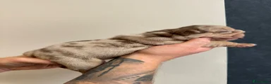 English Bulldog Puppy 6