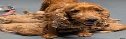 Cockapoo dogs for sale: Quality DNA Clear Cockapoo Puppies  - Advert 19
