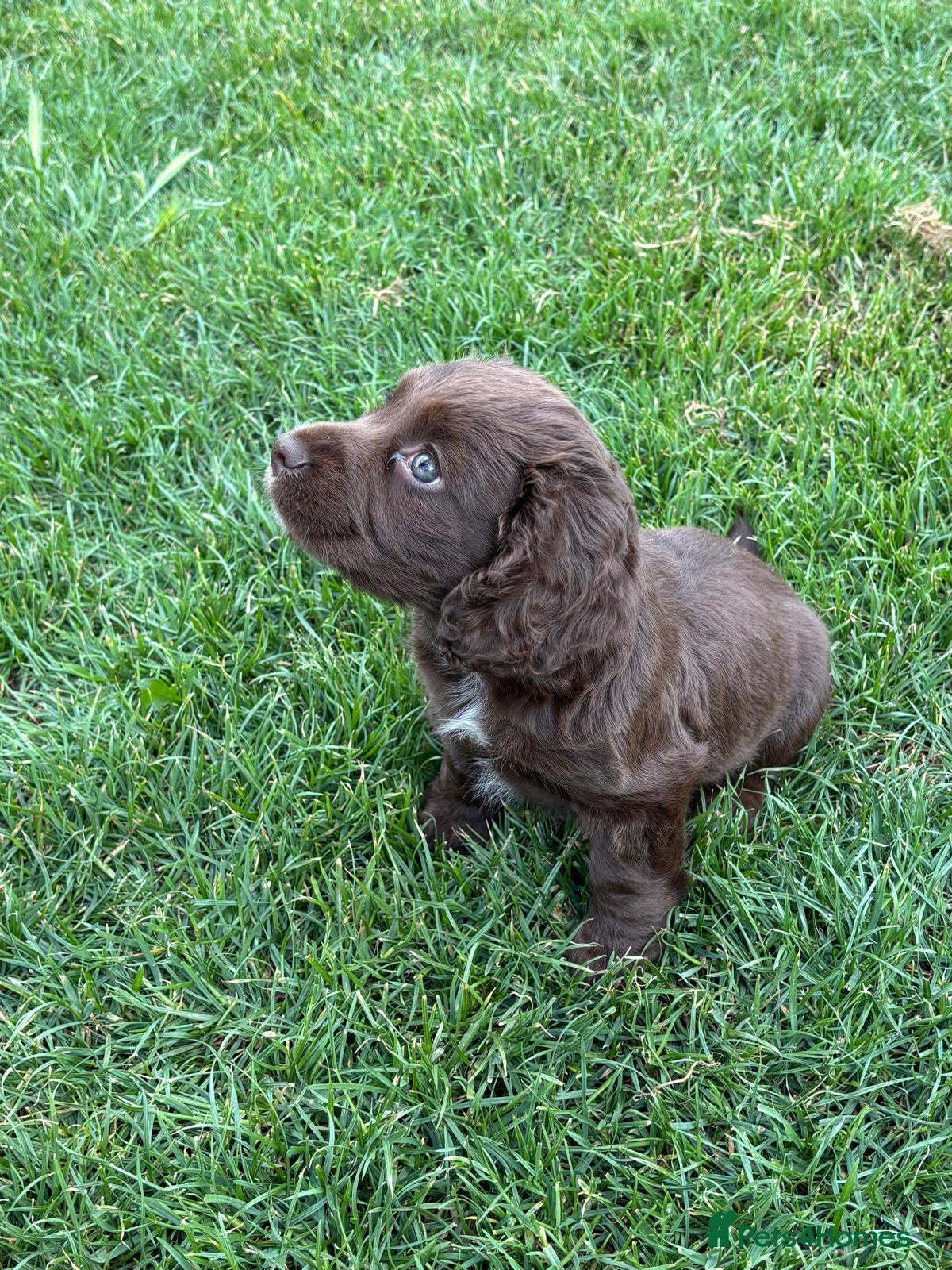 Cocker Spaniel dogs KC registered working cocker spaniel puppy - Advert 1