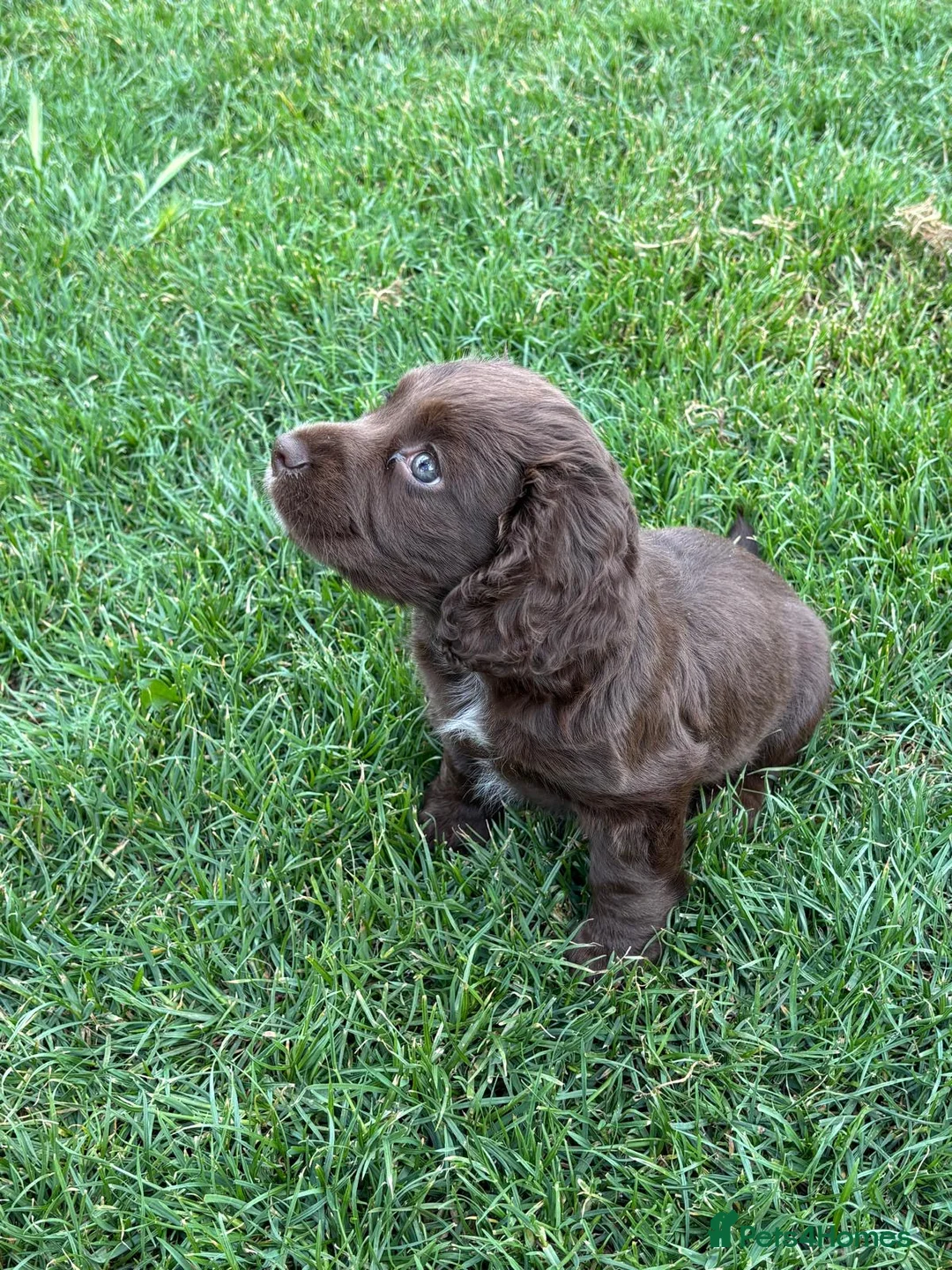 Cocker Spaniel dogs for sale: KC registered working cocker spaniel puppy - Advert 1