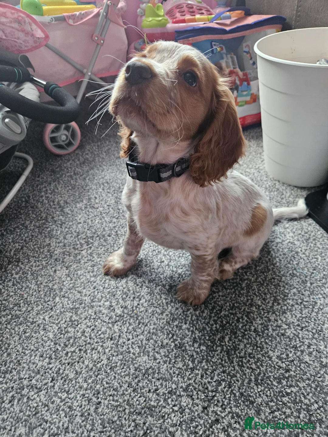 Cocker Spaniel dogs for sale: Lemon and white  cocker spaniel girl  - Advert 2