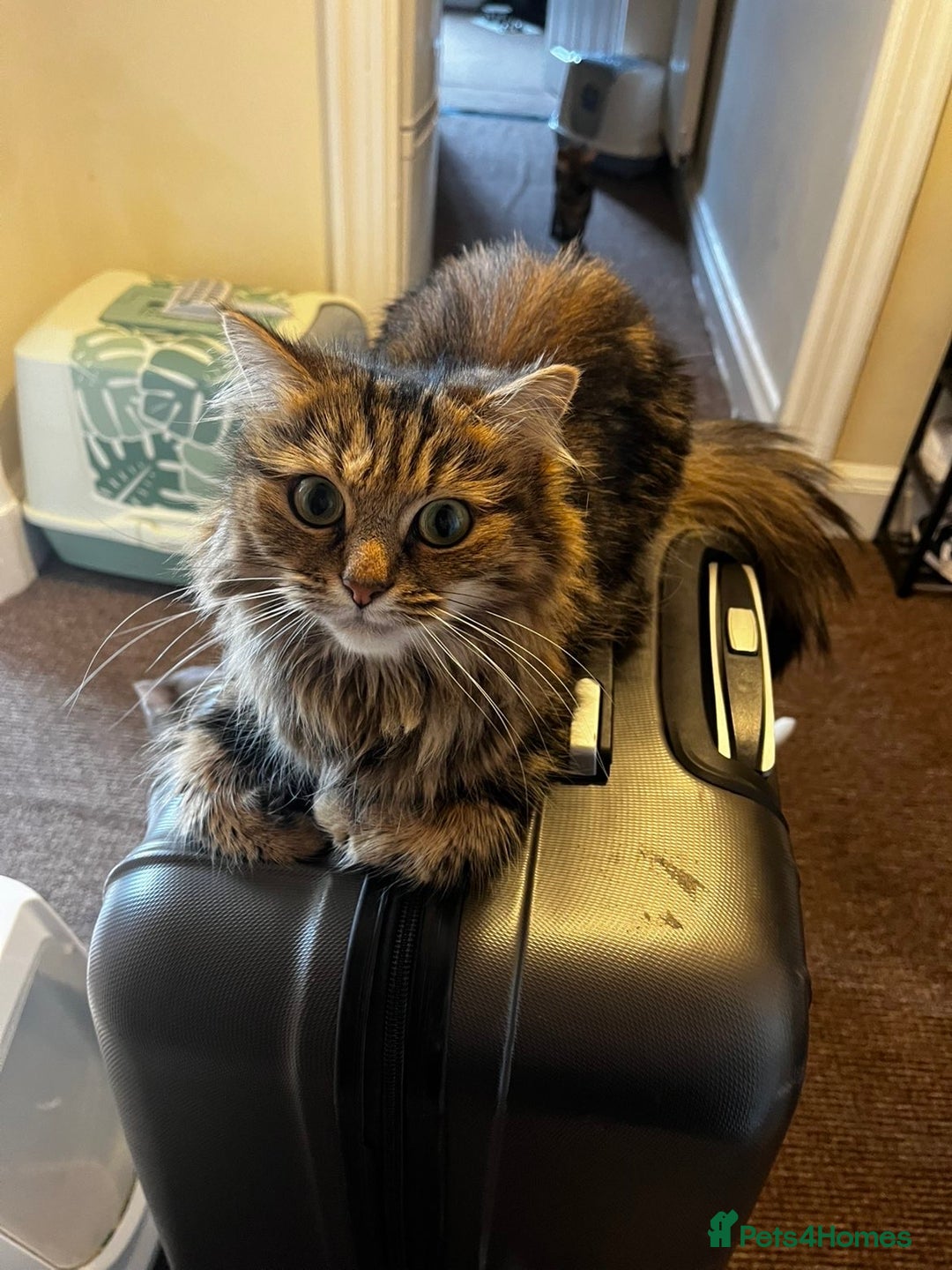 British Longhair cats for sale: Beautiful Rescue Cat Needs A Forever Home - Advert 6