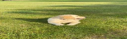 Golden Retriever dogs for sale: Amazing Golden Retriever Puppies - Advert 6