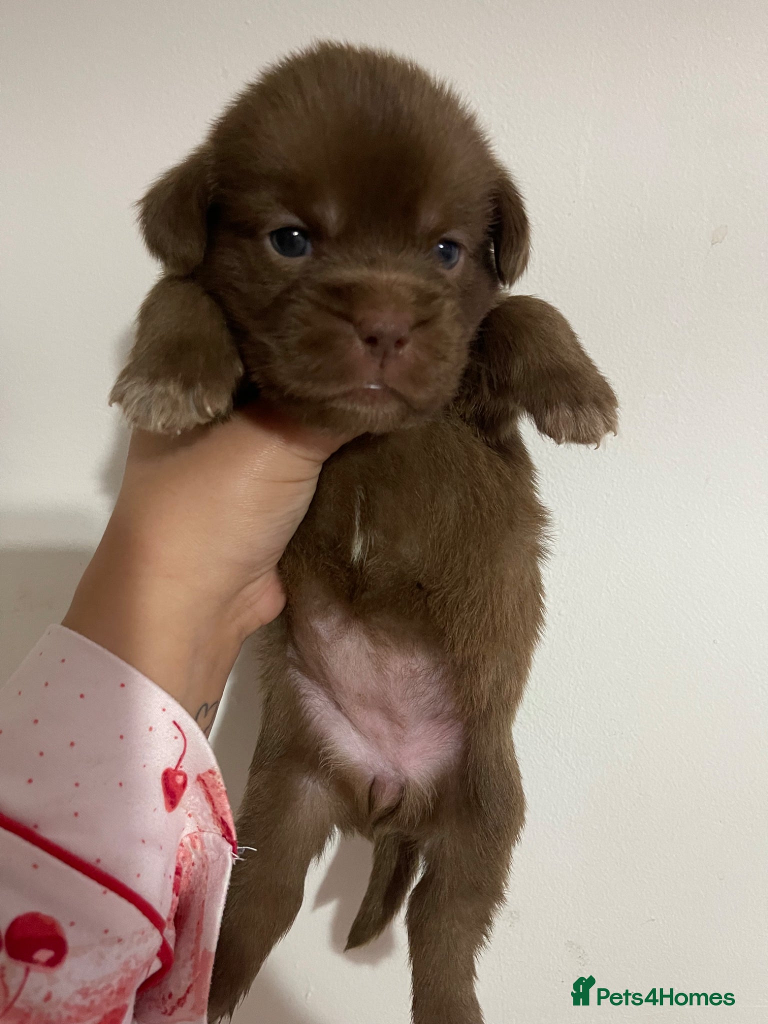 Mixed Breed dogs Stunning American bulldogs  - Advert 3