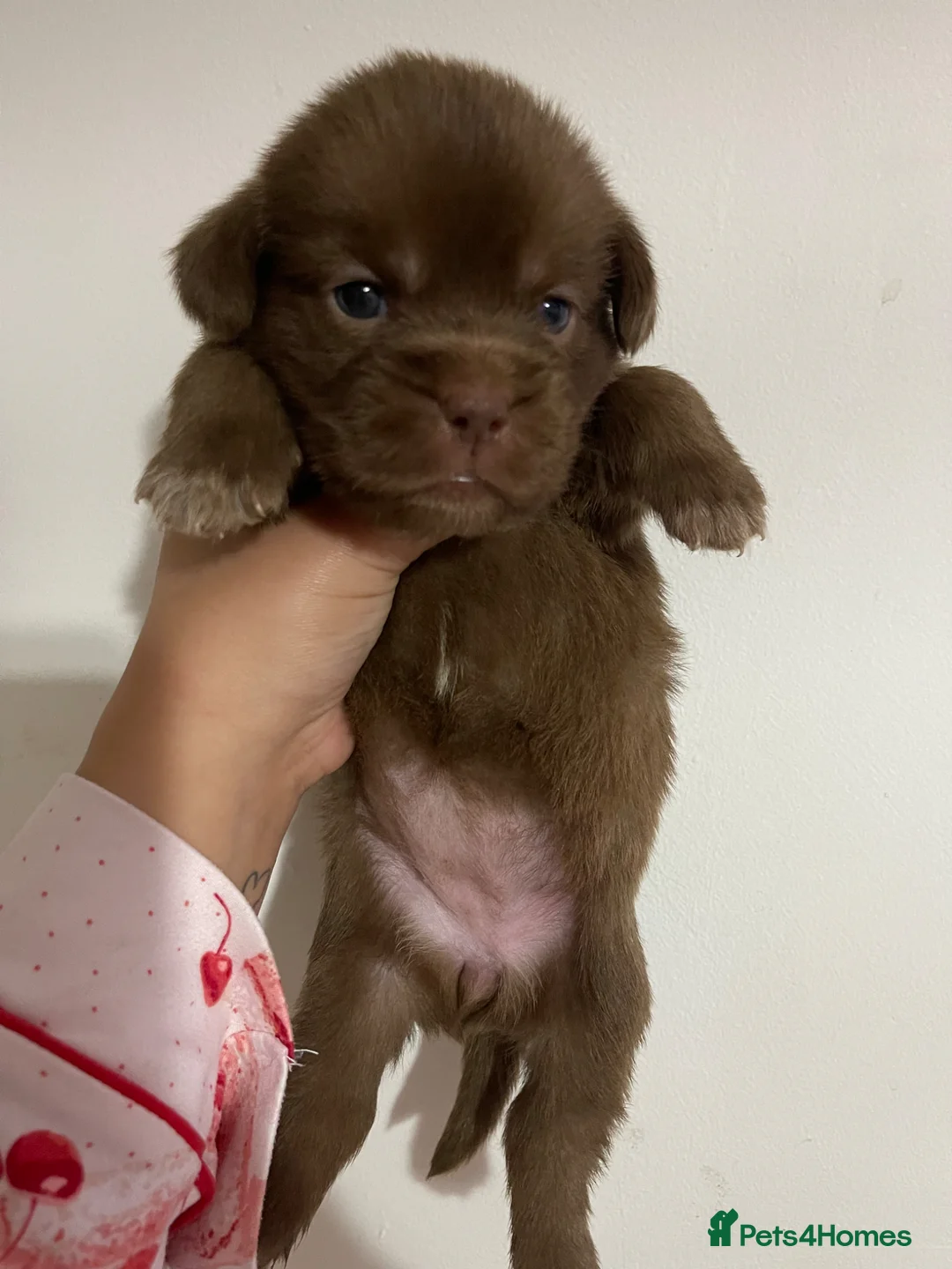 Mixed Breed dogs for sale: Stunning American bulldogs  - Advert 1