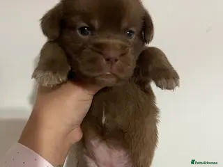 Mixed Breed dogs Stunning American bulldogs - Advert 3