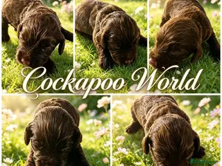 Cockapoo dogs DNA CLEAR, Merle Cockapoos, Ready 6th Novemeber - Advert 10