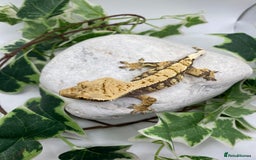 Gecko reptiles for sale: Lily whites and tri colour harliquin  £40/60 - Image 9