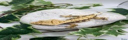 Gecko reptiles for sale: Lily white and tri colour harliquin  £40/60 - Advert 7