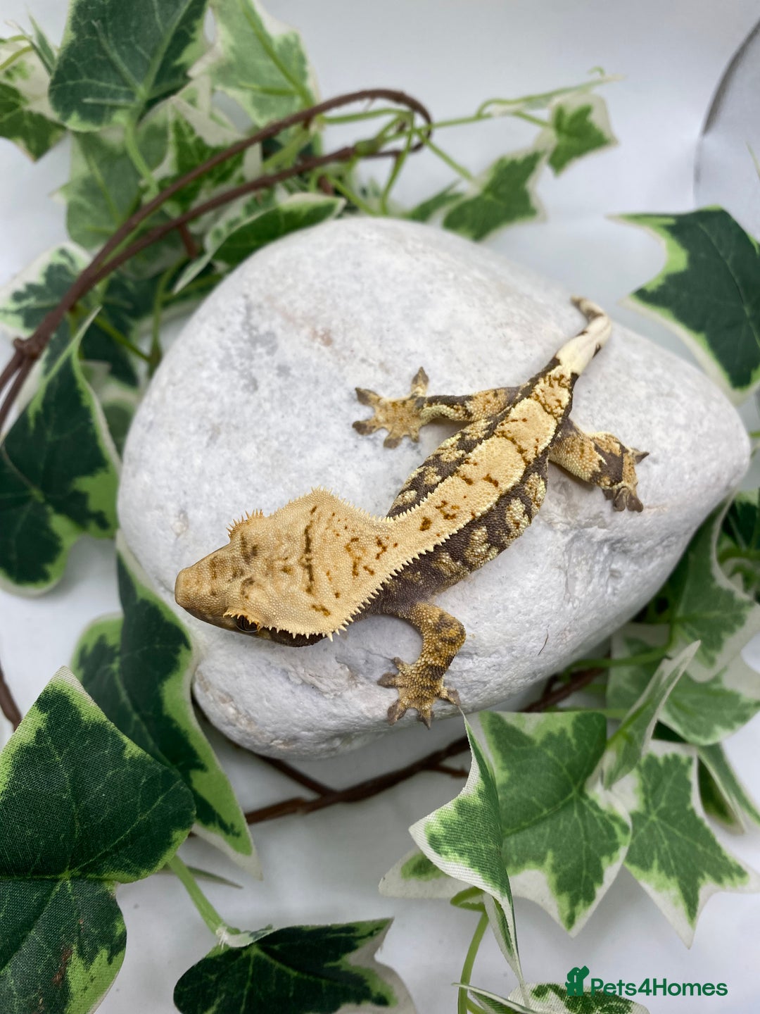 Gecko reptiles for sale: Lily whites and tri colour harliquin  £40/60 - Image 9