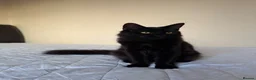 Mixed Breed cats for sale: 4 adorable kittens for sale - Advert 6