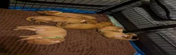 Labrador Retriever dogs for sale: Beautiful Fox Red Labrador Retriever Puppies - Advert 6