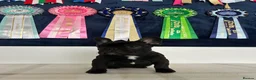 French Bulldog dogs for sale: 🏆Frenchbulldog pups🏆 - Advert 2