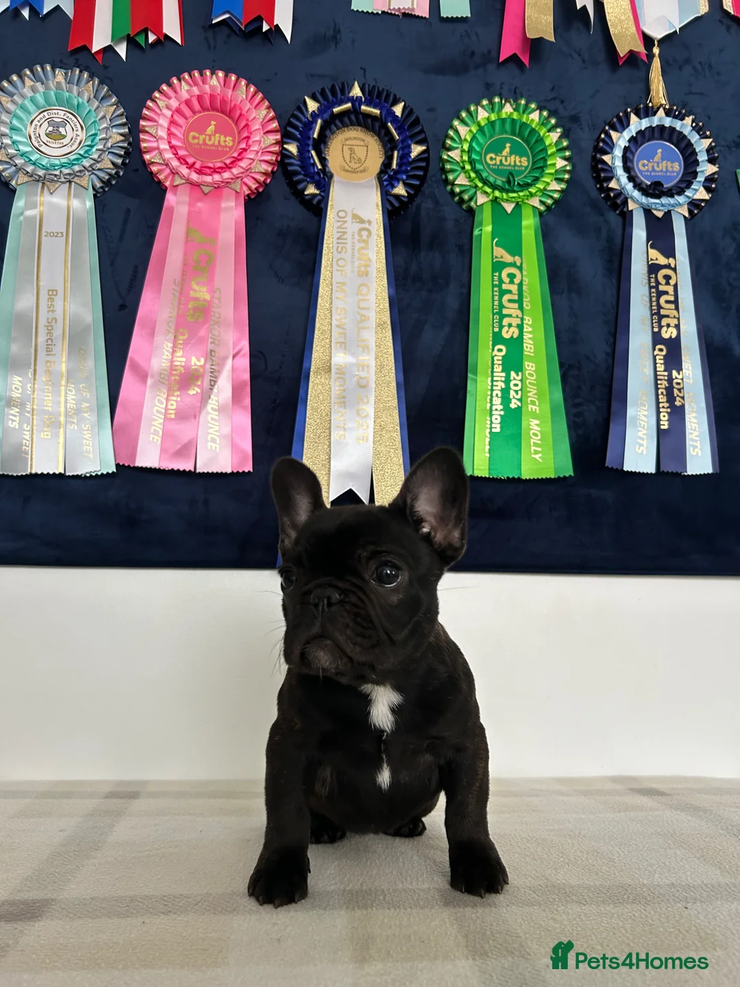 French Bulldog dogs for sale: 🏆Frenchbulldog pups🏆 - Advert 2