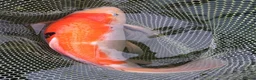 Koi Carp fish for sale: Koi carp - Advert 4